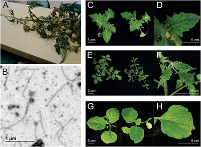 High-Throughput Sequencing Facilitates Characterization of a “Forgotten” Plant Virus: The Case of a Henbane Mosaic Virus Infecting Tomato